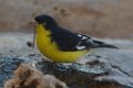 Lesser Goldfinch 2013-12-16_4